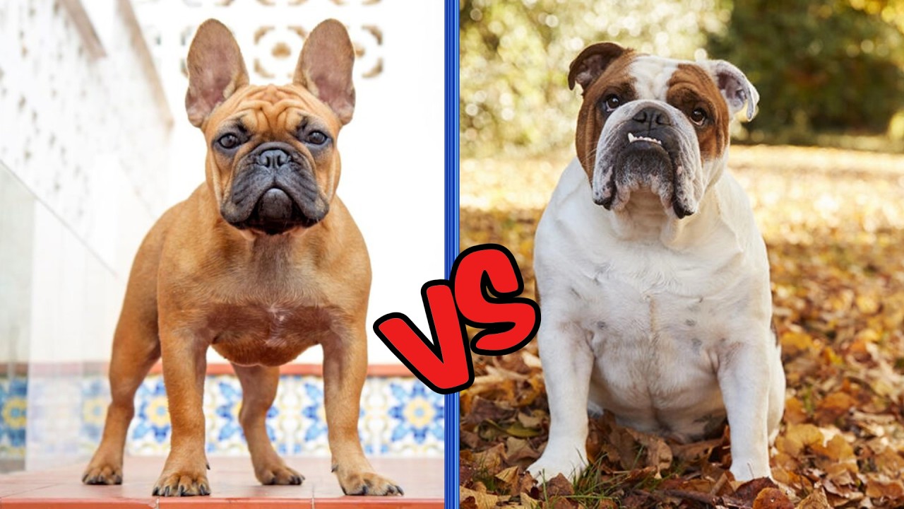 French Bulldog vs English Bulldog: Which is Better in 2026?#FrenchBulldog vs English bulldog