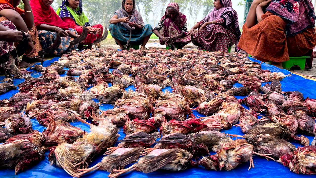 320 Pieces Quail Bird Kosha - Bird Processing & Curry Recipe Cooking in Village - Delicious Food