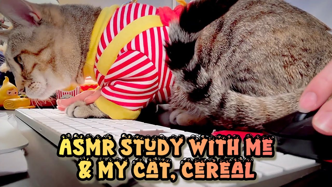 ASMR Study With Me and my cat📚 Keyboard Typing & Cursor Clicking | Real Sound, Focus, No Talking
