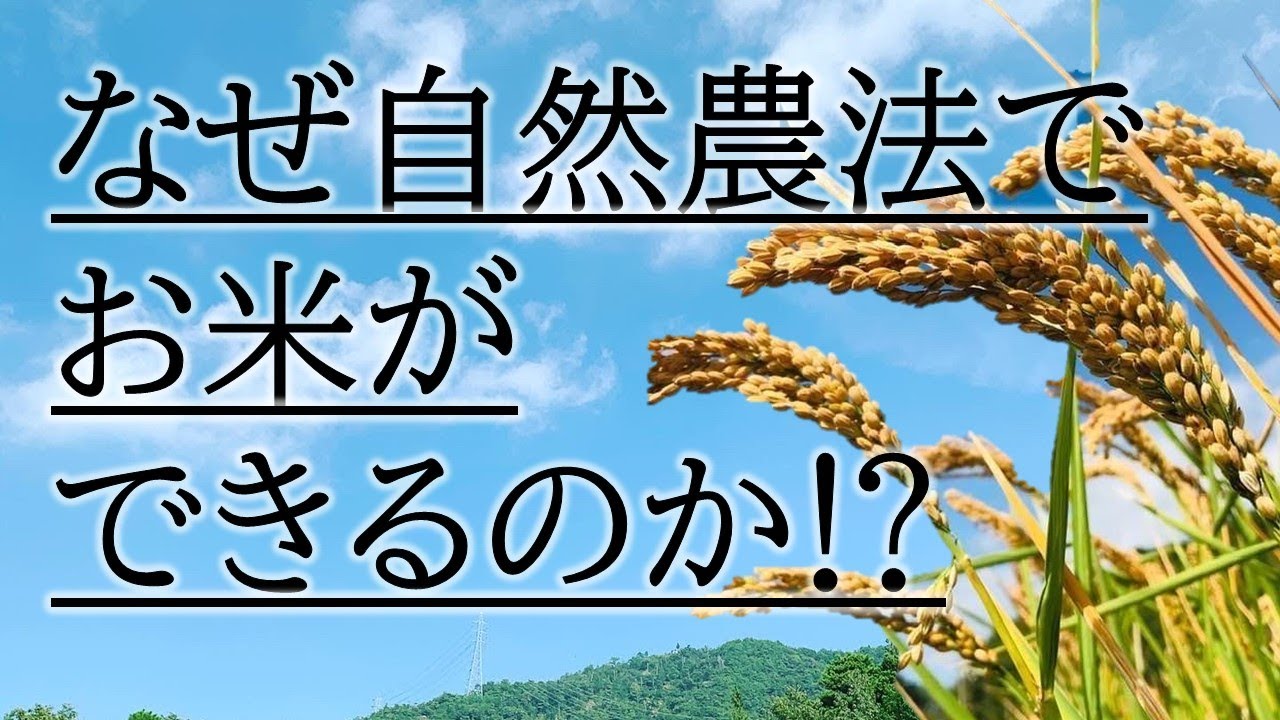 なぜ自然農法でお米ができるのか！？そのやり方と理由を徹底解剖！