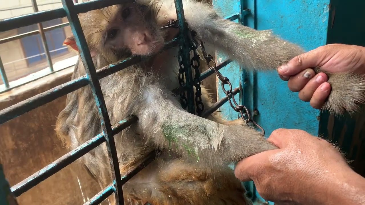 Monkey Bath😂25 August 2024