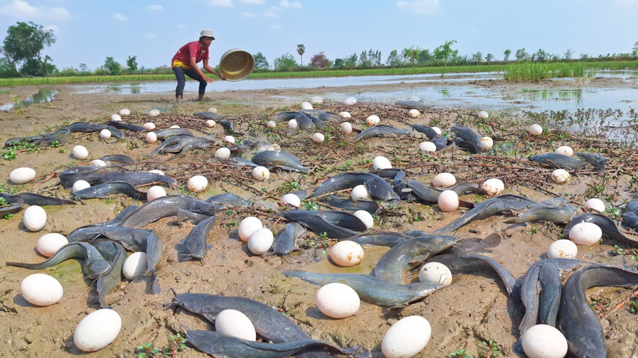 Wow Amazing Fishing - Fisherman catch a lot of fish and pick duck eggs by best hand in mud