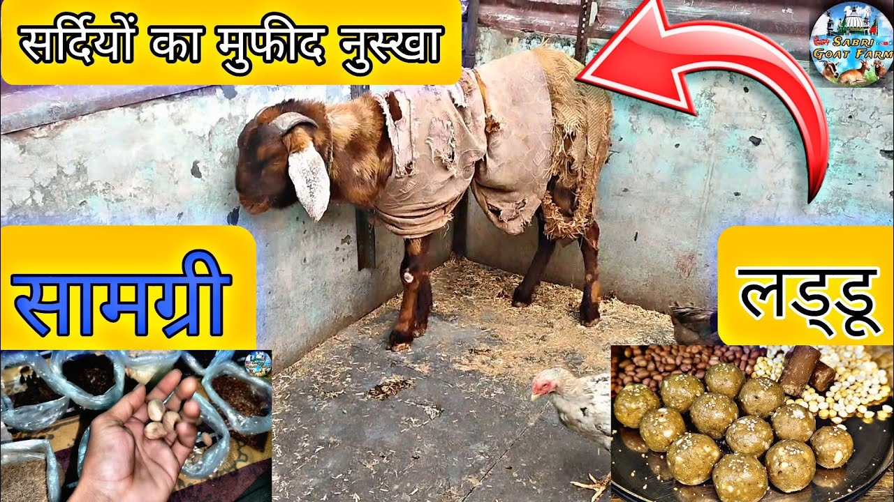 Sardiyon mein bakaron ke liye garm laddu || सर्दी का देसी फार्मूला बकरियों के लिए ||#desiilaj 