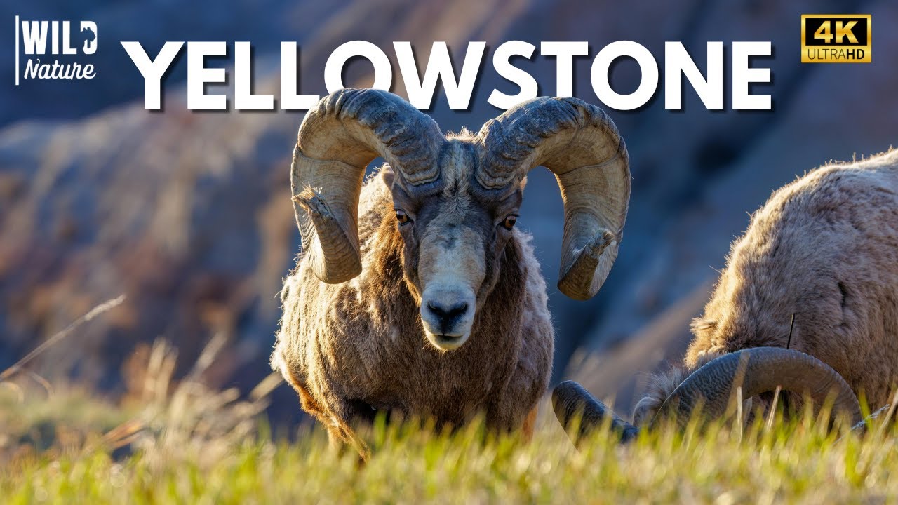 YELLOWSTONE - Batailles pour la Survie | Documentaire Complet