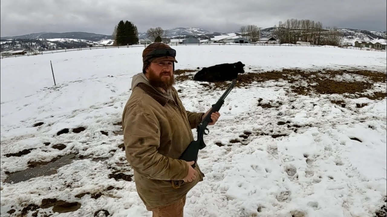 Loading and Firing a Cap-Chur Dart Gun