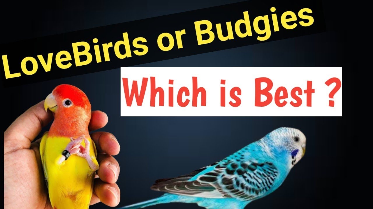 Comparison Lovebirds vs Budgies which is Best ??