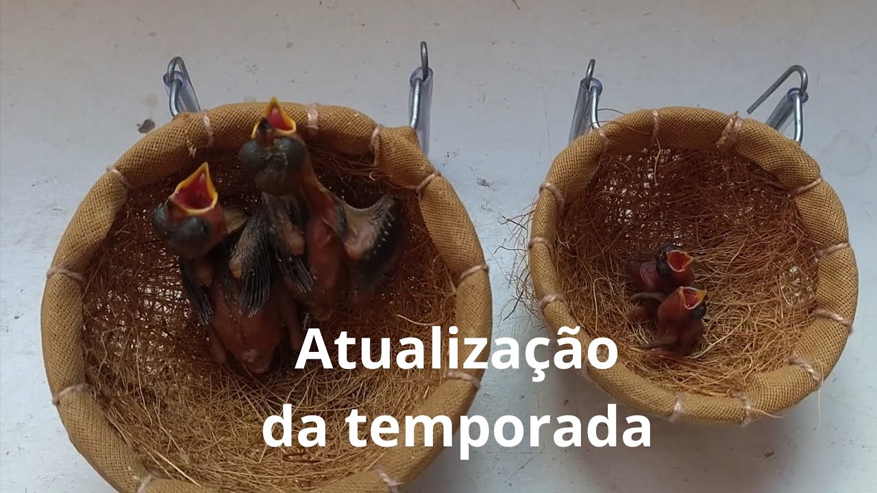Comportamento dos machos na época da reprodução 