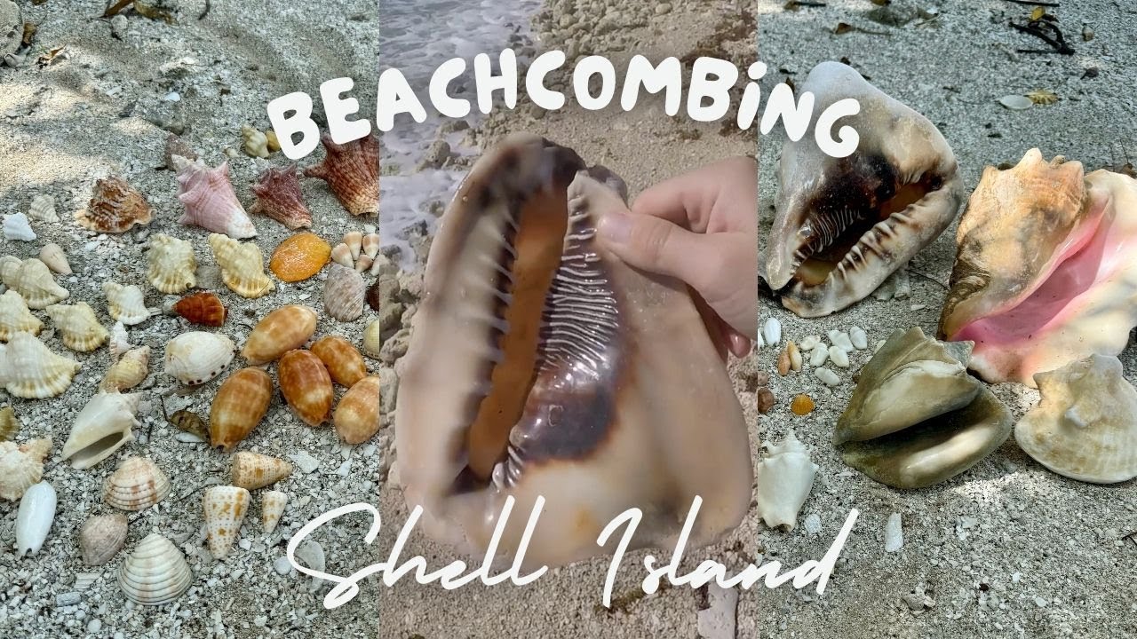 Beachcombing in the U.S. Virgin Islands - Rare Caribbean shells!