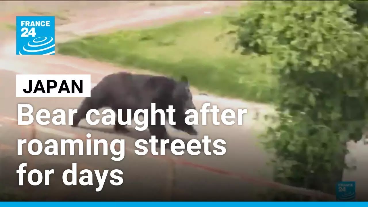 Japan city relieved as bear caught after roaming streets for days &bull; FRANCE 24 English