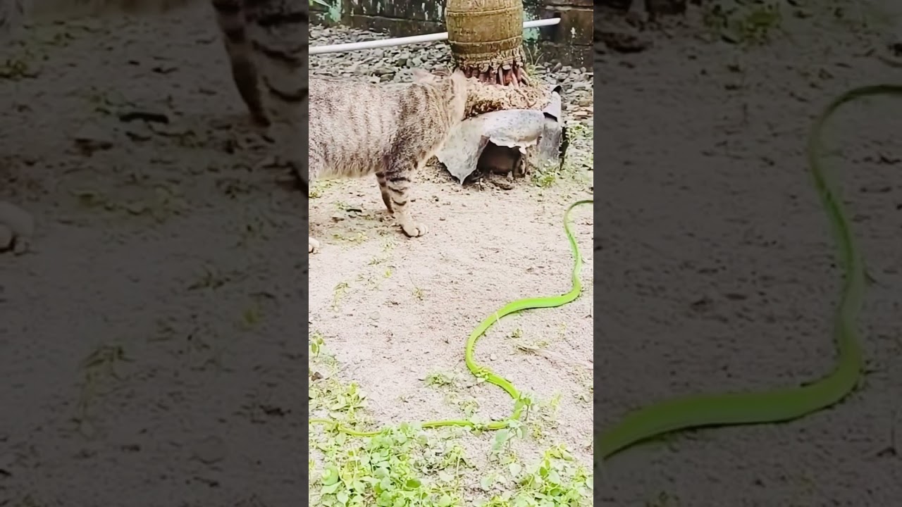 Cat and snake 🐍 #edm #music #remix #dance #phonkmusic #song #animals #edmsound