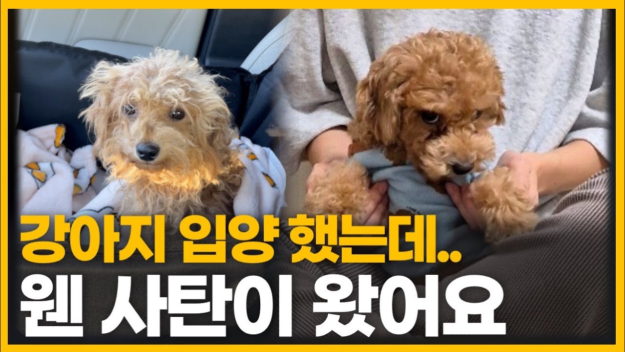 만지기만 해도 벌벌 떨더니.. 두 달 뒤 사탄이 된 강아지;;