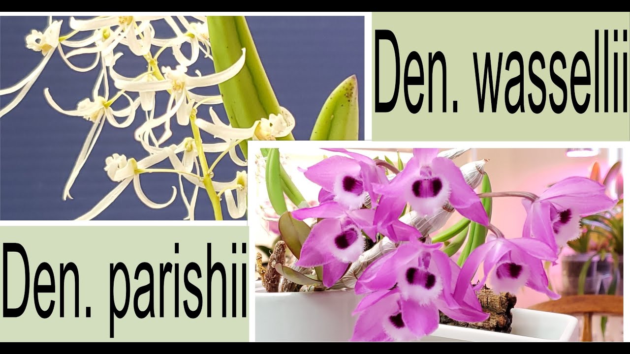 Den. parishii и Den. wassellii Развитие цветоносов и цветение