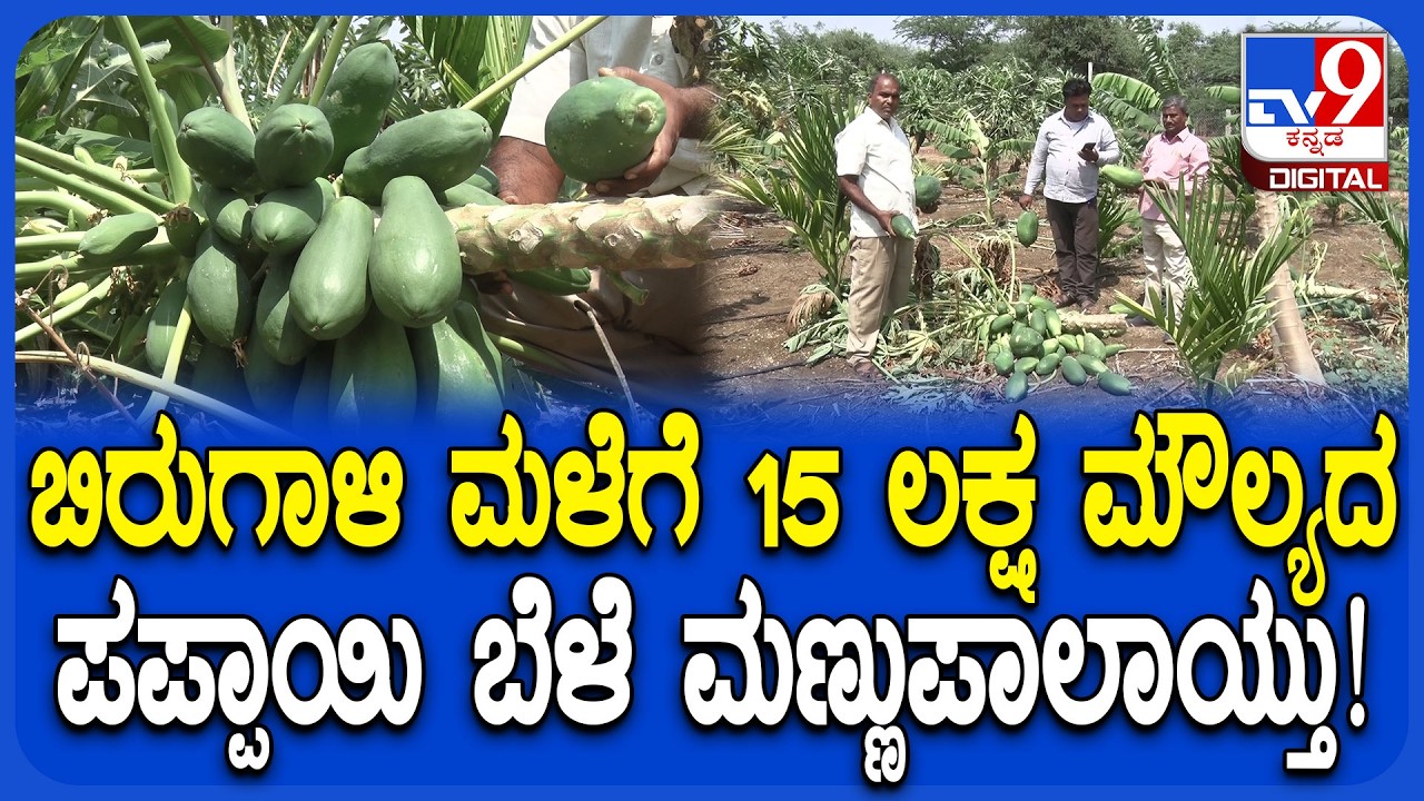 Pappaya Crop Loss: ಅಕಾಲಿಕ ಬಿರುಗಾಳಿ ಮಳೆಗೆ ಪಪ್ಪಾಯಿ ಸರ್ವನಾಶ.. ರೈತ ಕಂಗಾಲು! | #TV9D