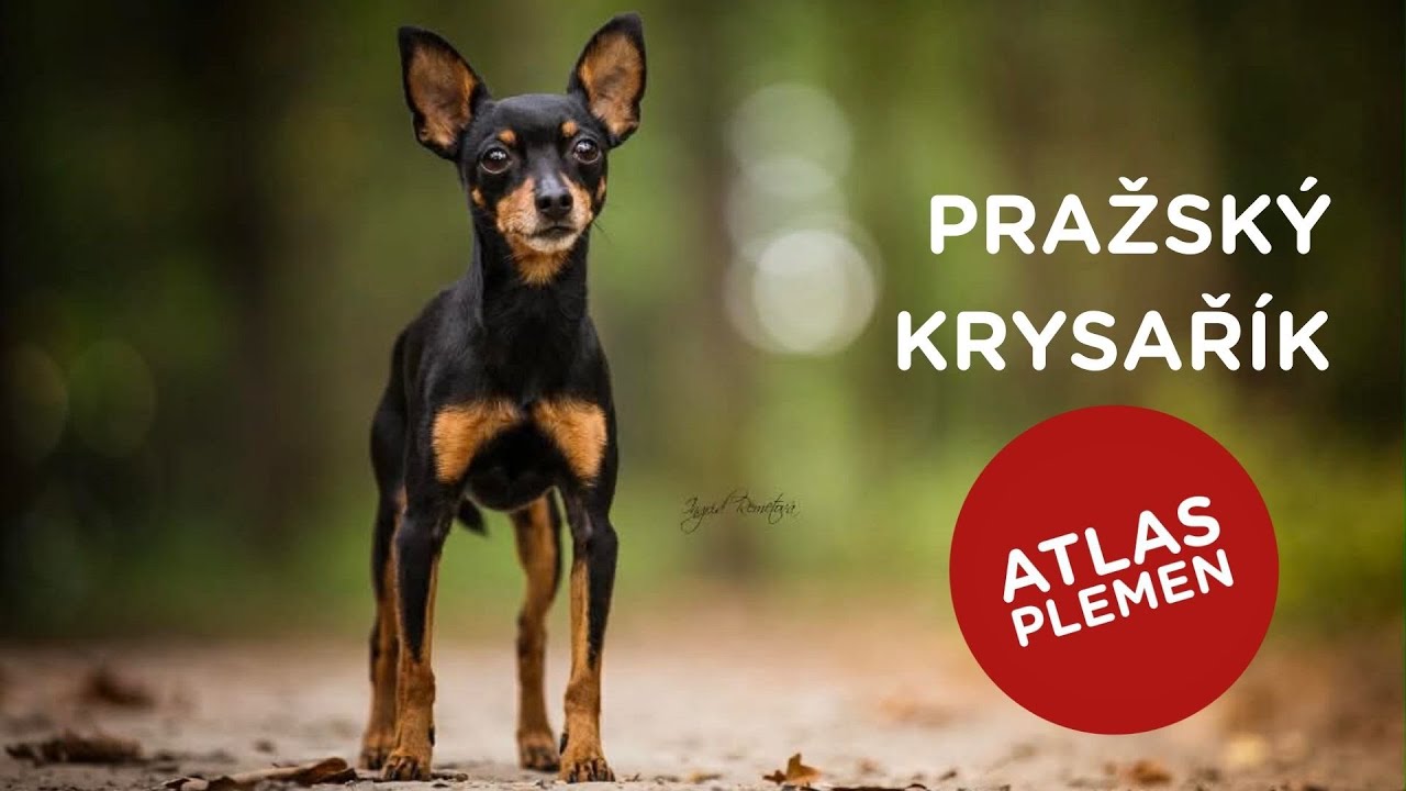 🐶 Chcete s námi poznat pražského krysaříka? Další atlas plemen je tu...