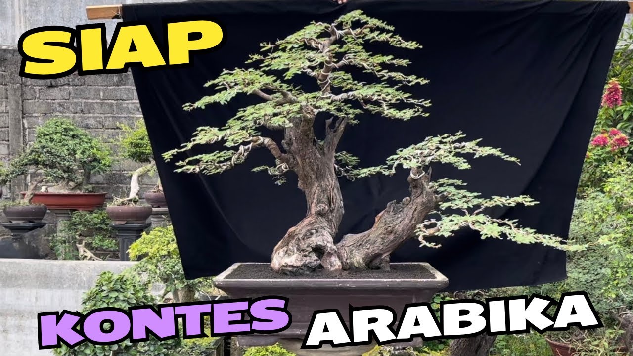 Cek Harga Bonsai Siap Kontes