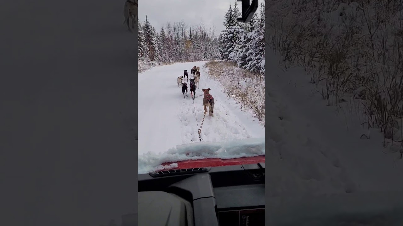 Training a Puppy to be a Big Sled Dog!