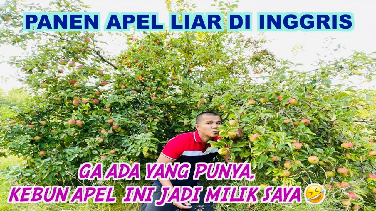 Panen Ribuan Buah Apel Liar Sesuka Hati Di Inggris Gratissss