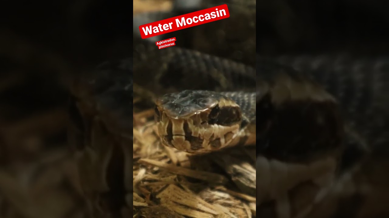 Americas Semi-Aquatic Pit Viper The Water Moccasin 