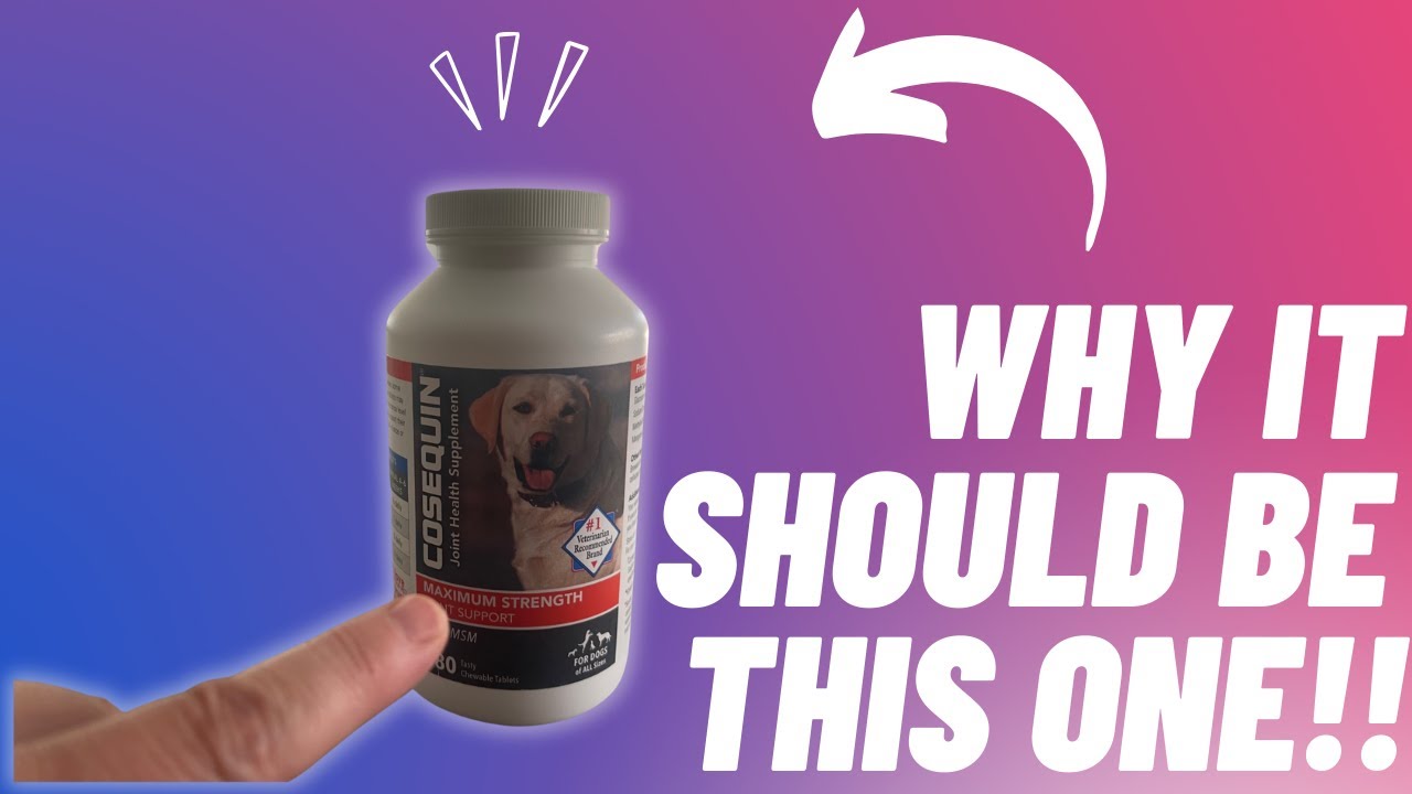 Review of Glucosamine Chondroitin for Dogs