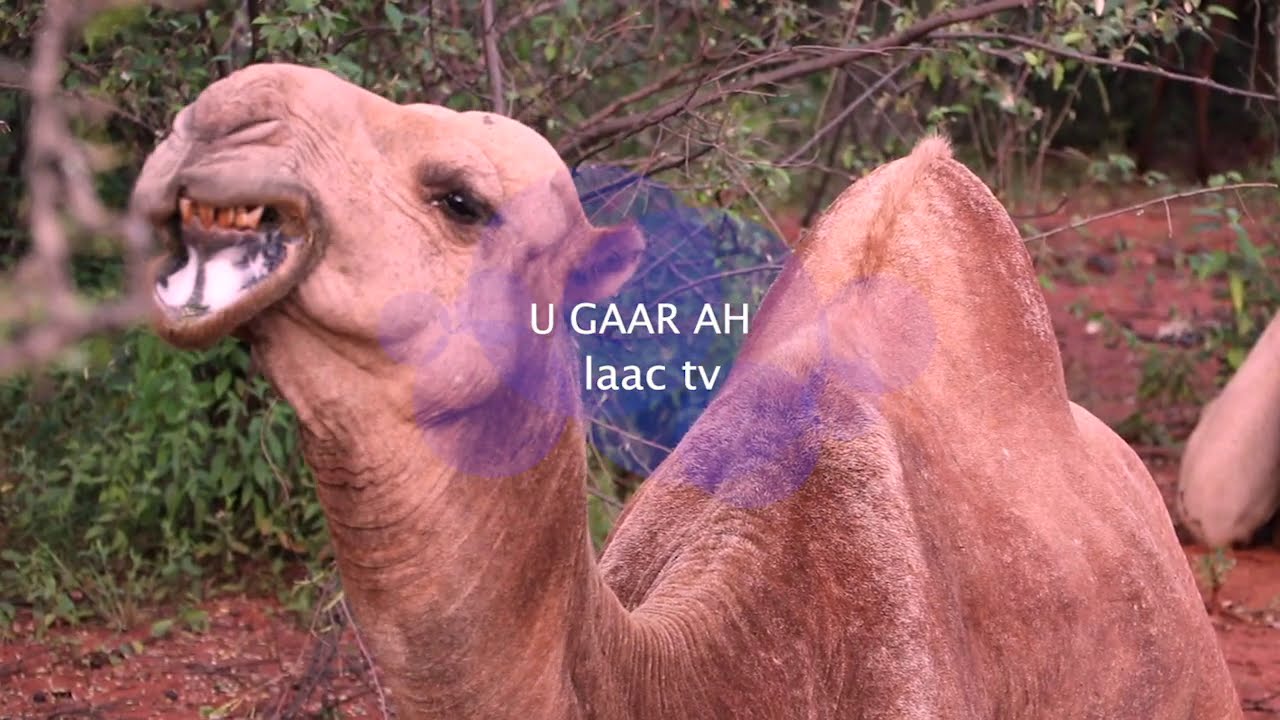 Geel dhalay iyo barnaamij cajiib Daawo
