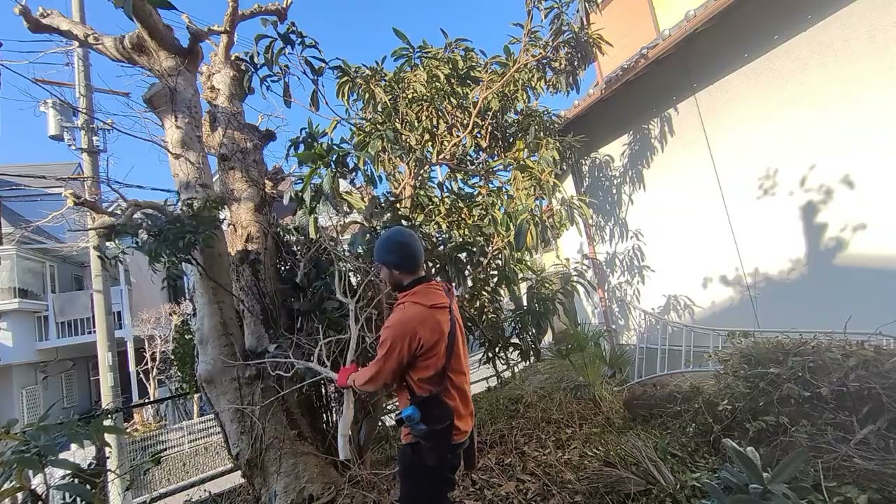 Over grown back yard at old temple in Japan 外国人庭師