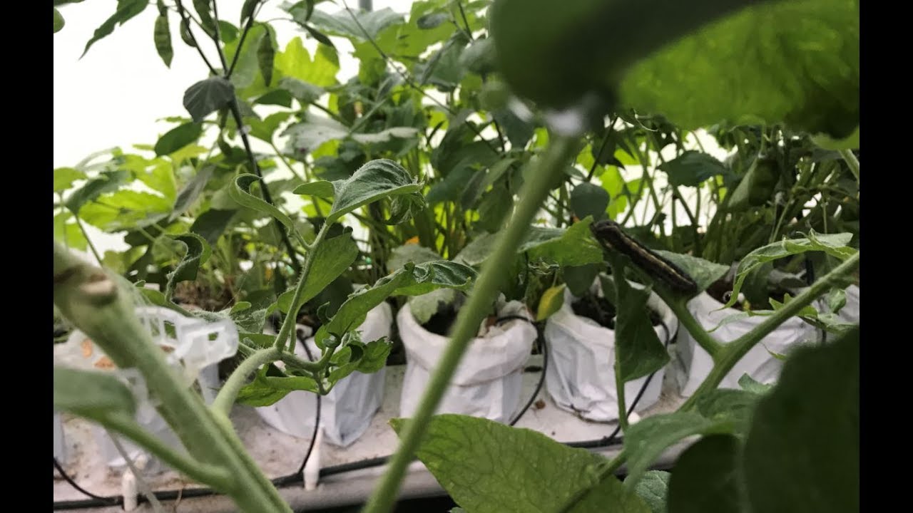 How to get rid of tomato plant eating insects