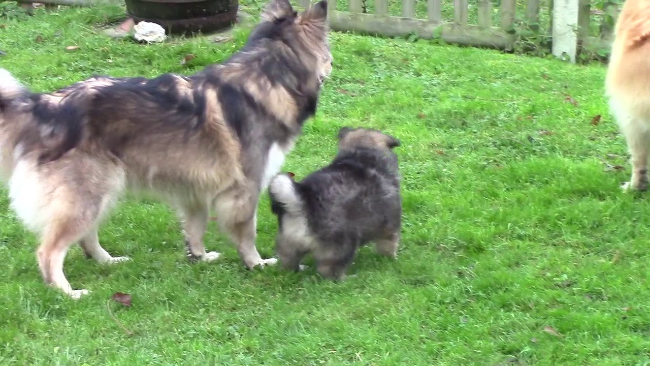 Perle des Nordens Denahi - 7 Wochen - Finnischer Lapphund