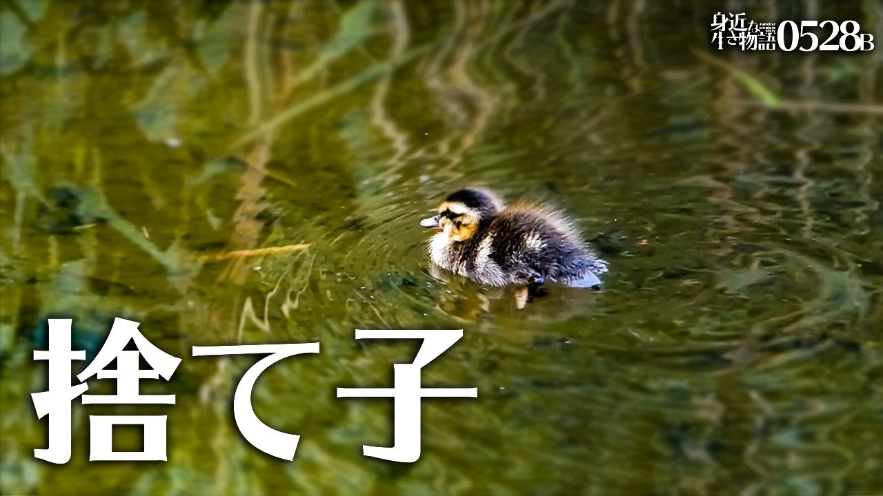 カルガモ親子 見捨てられた雛鳥【0528B】引越しについていけず。母カモに捕食される蝲蛄など