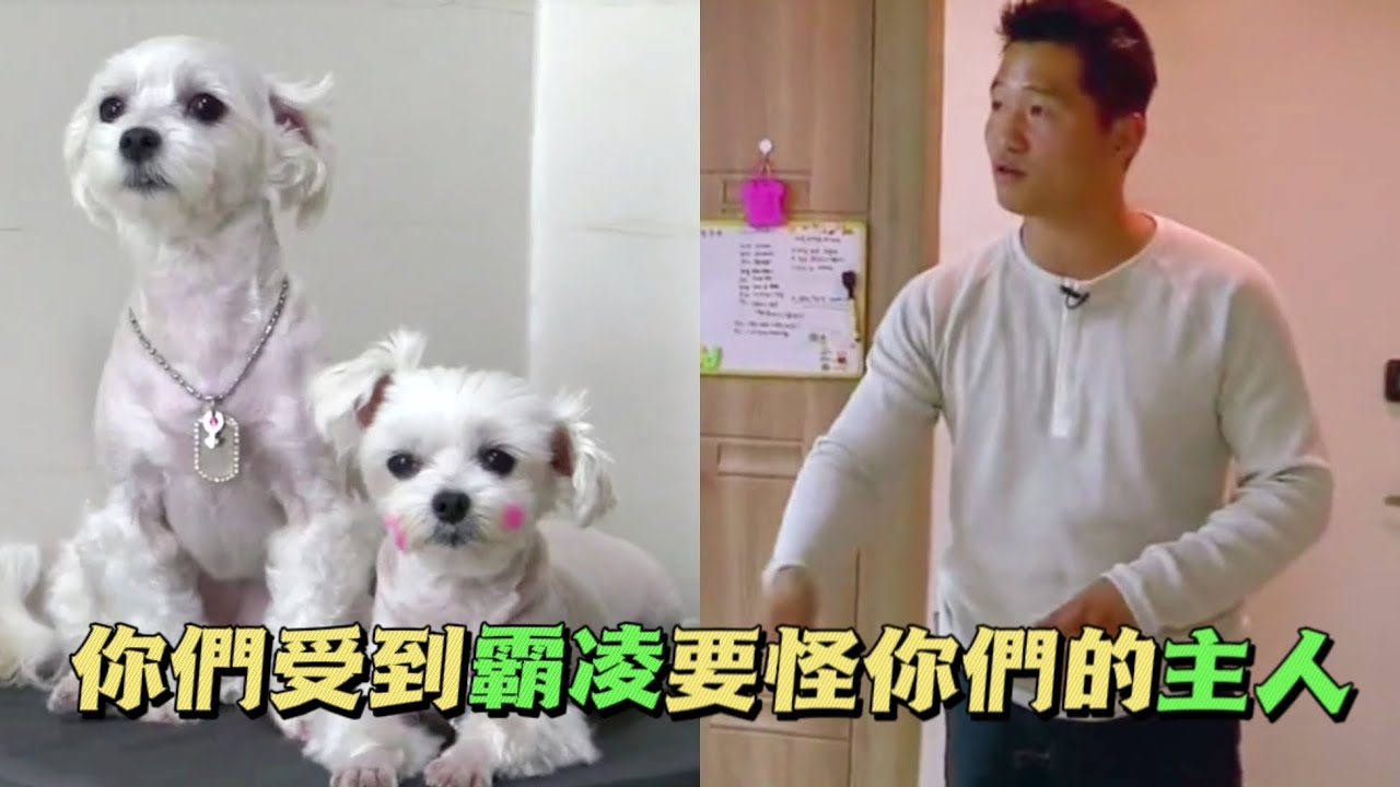 養了10年的馬爾濟斯受到古牧犬霸凌，女主人卻束手無策，訓犬師：最基本的養狗常識你都不懂