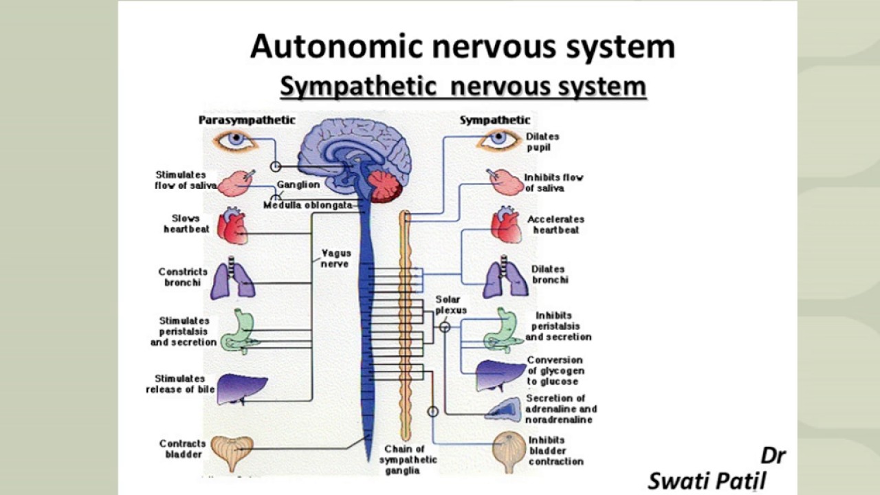 Addiction Professional & Sierra Tucson Webinar - The Gut, Brain, Pain Connection