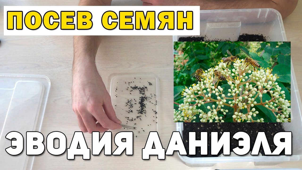 Посев семян Эводии Даниэля. Пчелиное дерево.