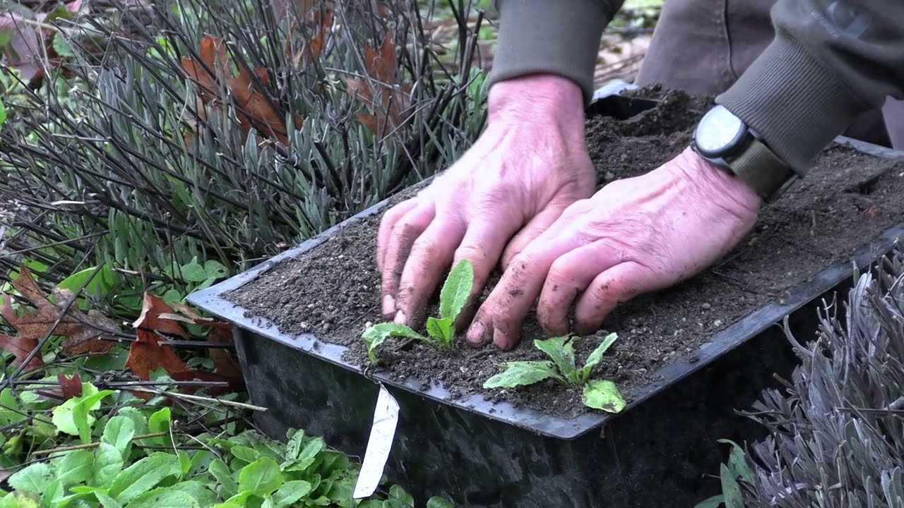 Wild Lettuce, Propagation from Volunteers
