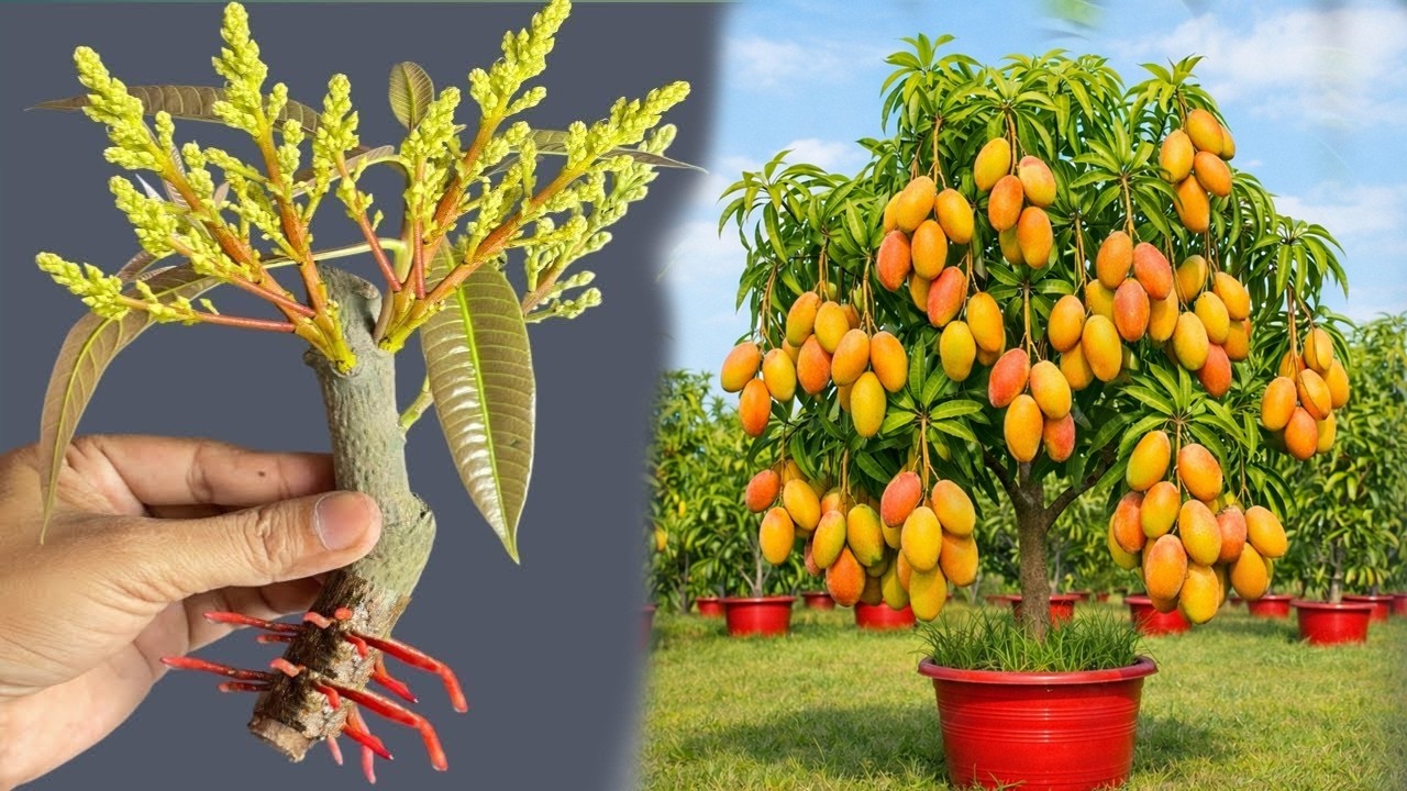 An effective method for propagating mangoes: producing 100 roots extremely quickly – truly amazing!
