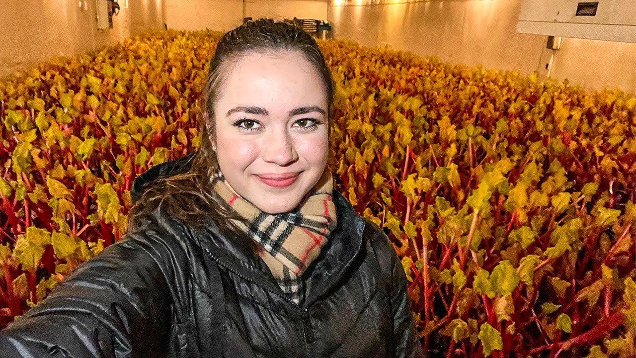 Урожай ревеня! Семейное фермерство 2022