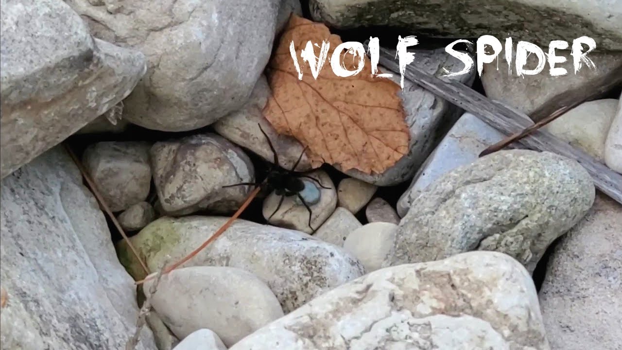 Black Wolf Spider with Blue Egg Sac