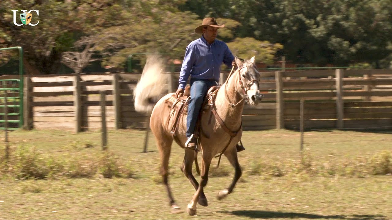 TV UC - Fortalecer garupa e deixar seu cavalo leve de boca