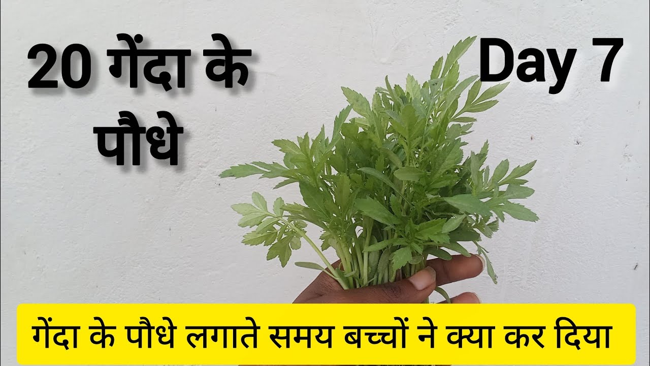 Day 7 | रोज गेंदा लगाने का चैलेंज 🌼आज लगाए 13 पौधे | Green Challenge Finale
