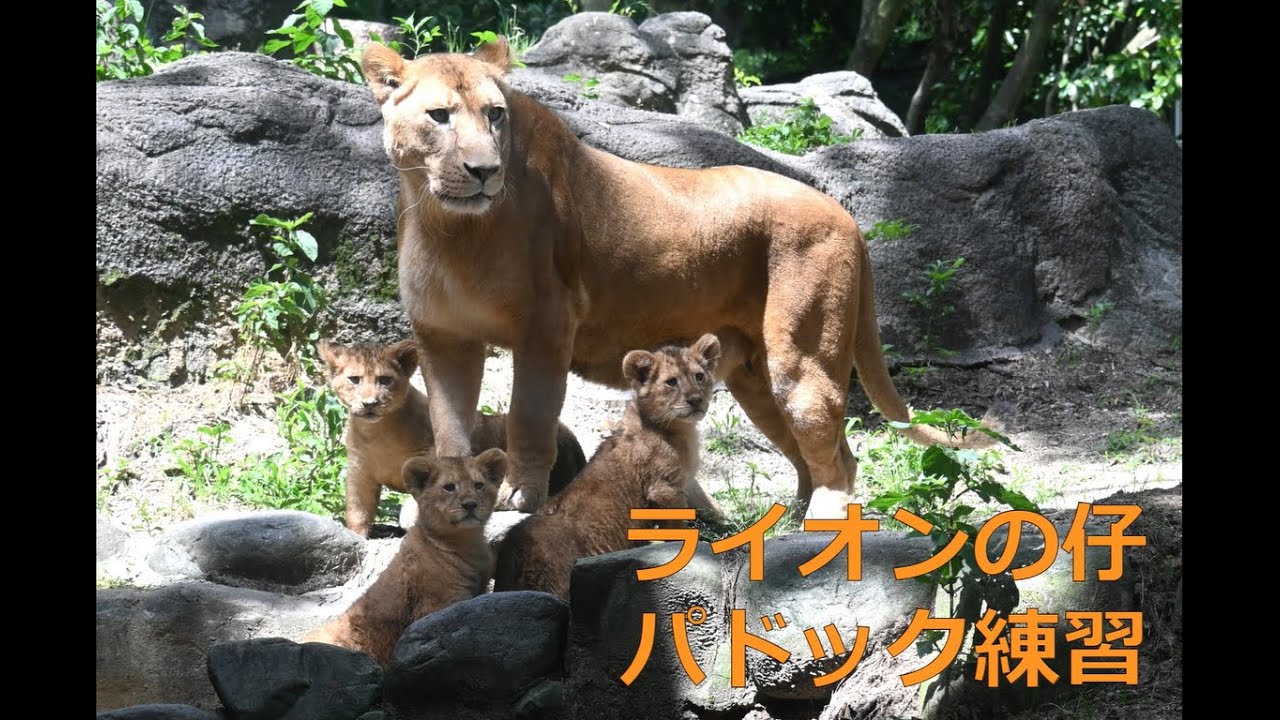 ライオンの仔3頭、パドック練習の様子