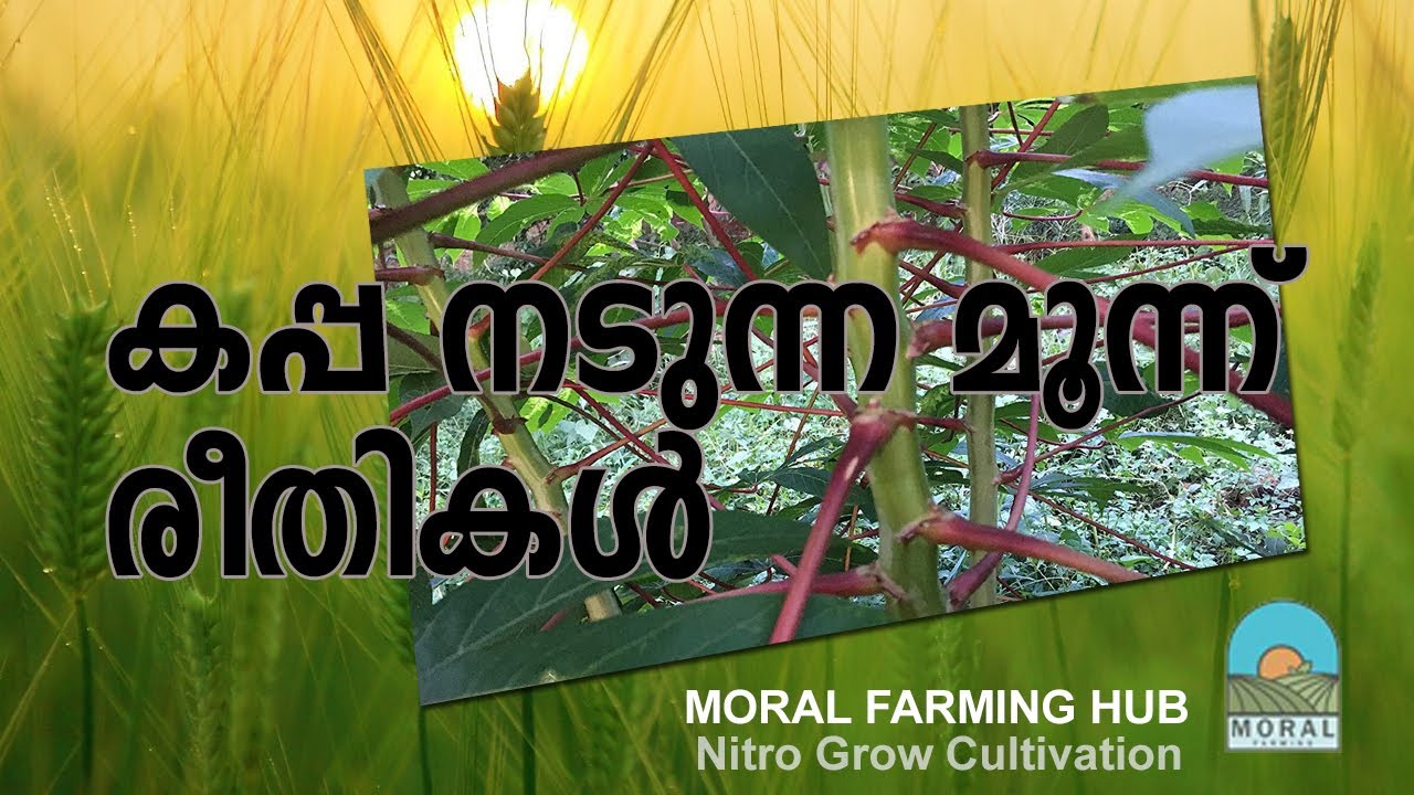 kappa krishi - കപ്പ നടാം മൂന്ന്  വ്യത്യസ്ത രീതിയിൽ