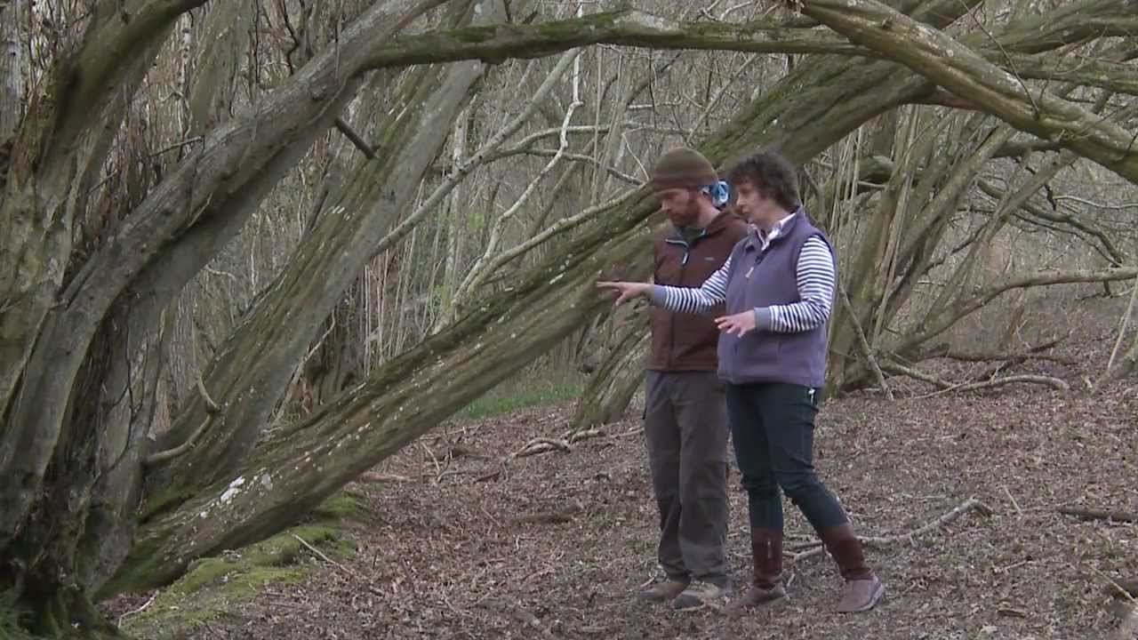 Identifying Historic Wood Banks in Ancient Woodland