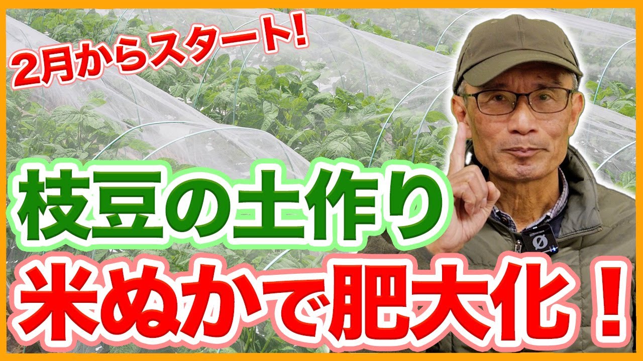 家庭菜園や農園の枝豆栽培は早植えで害虫忌避！米ぬかを使う土作りのコツと枝豆の育て方！【農家直伝】