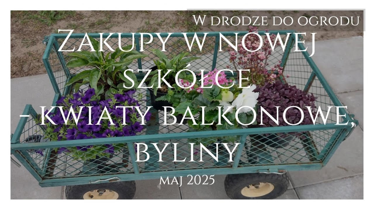 Zakupy w nowej szkółce - kwiaty balkonowe i byliny Maj 2025