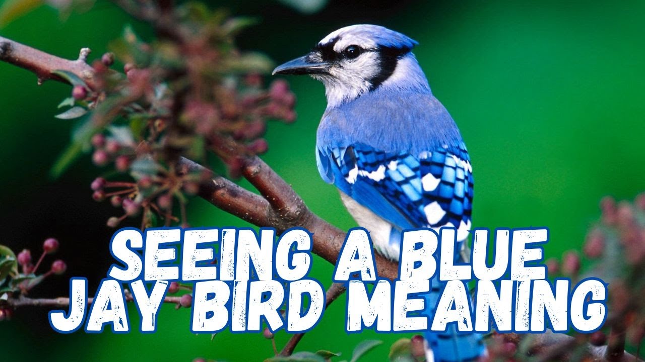 Seeing a Blue Jay Bird meaning: Symbolism, Messages, and Spiritual Insights+