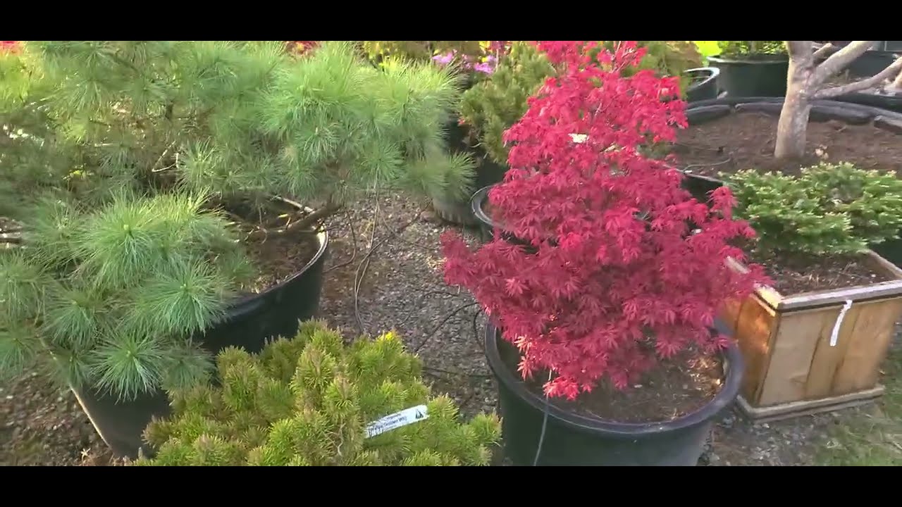 Best bright apple red Shaina Japanese maple for a garden - Amazing maples