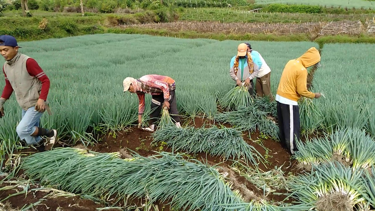 dan ini yang terjadi ..🤫 | budidaya bawang daun