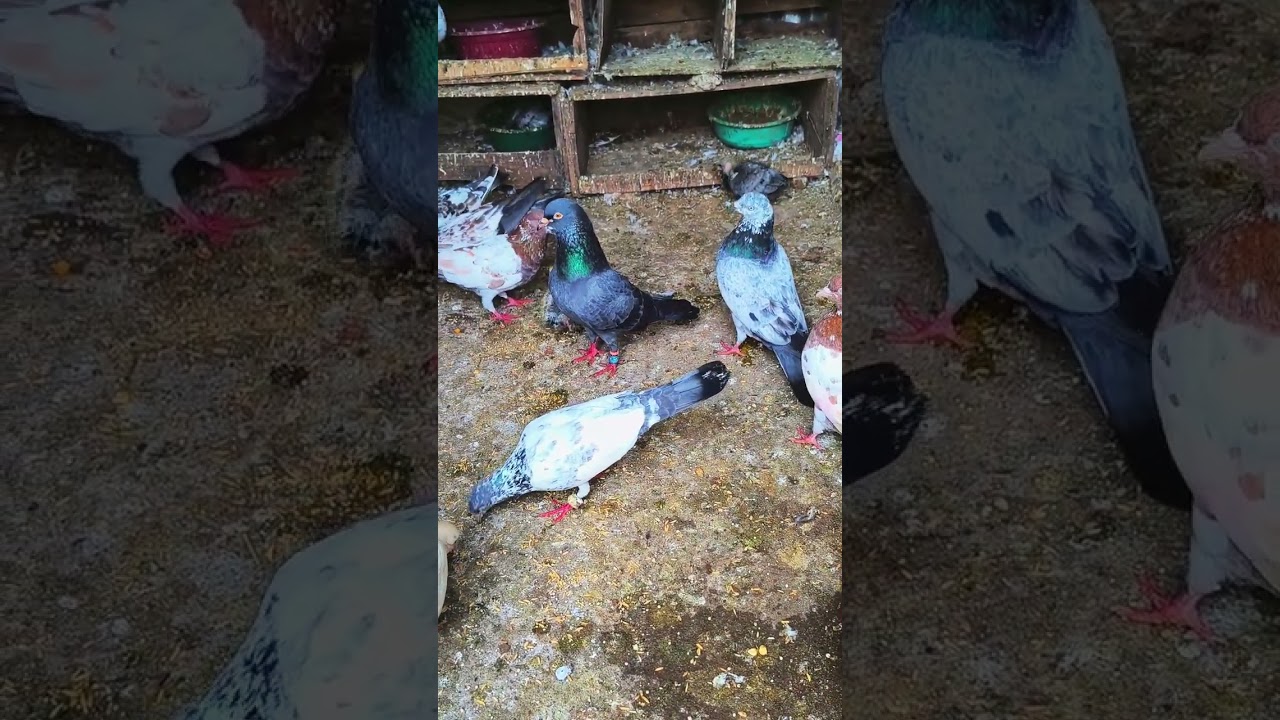 24 January 2026