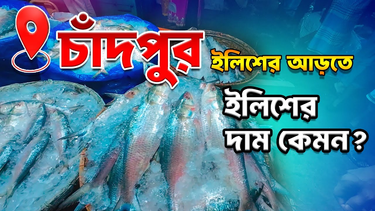 চাঁদপুর ইলিশের আড়তে ইলিশের দাম কেমন? #ইলিশেরদাম #চাঁদপুরআড়ত #hilshafish  #ilishpricetoday