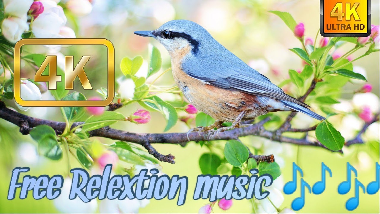 Nature Therapy: Relaxing Full Motion Forestry with Natural Sounds