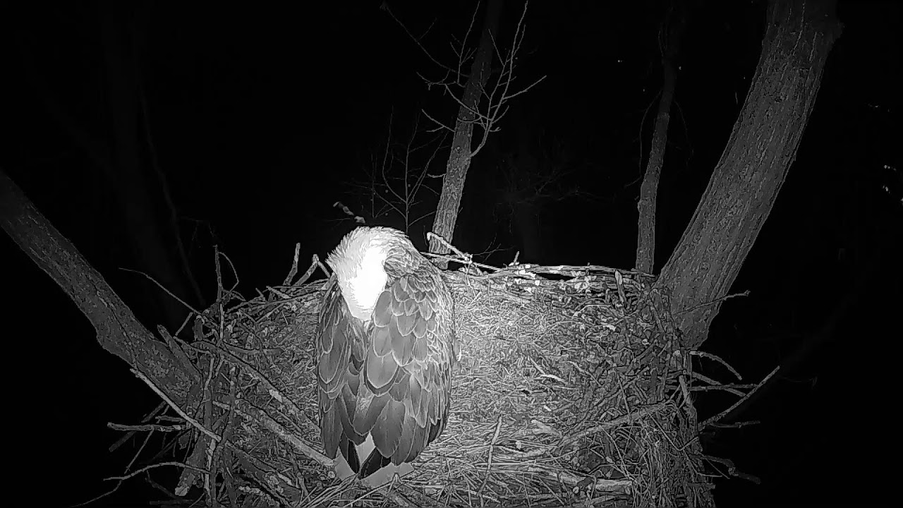 Cardinal Land Conservancy Eagles with Sound