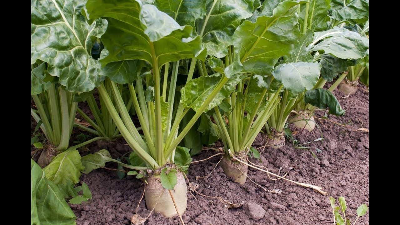 Удобрение Agromax Инструкция